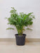 Decorative green bamboo palm in black planter