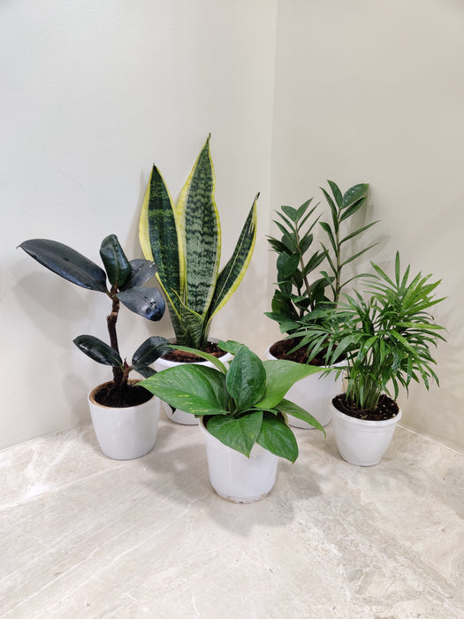 mixed-indoor-plants-set-in-white-pots