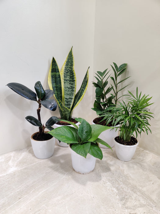 mixed indoor plants Versatile Indoor Plant Collection