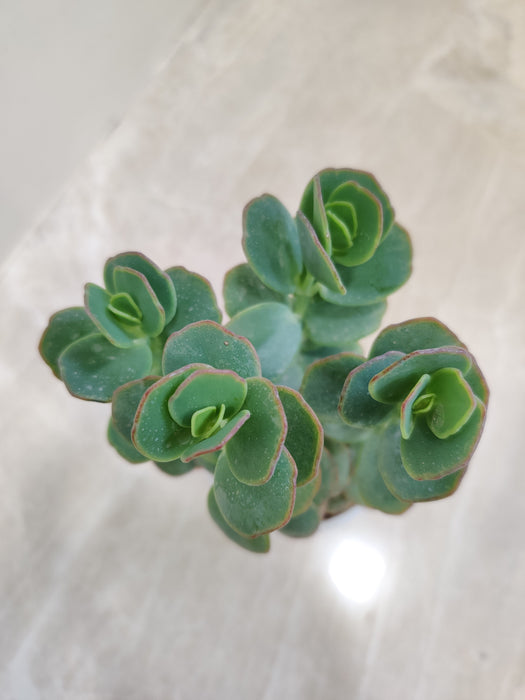 Buy Kalanchoe Marnieriana easy-care succulent