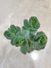 Buy Kalanchoe Marnieriana easy-care succulent