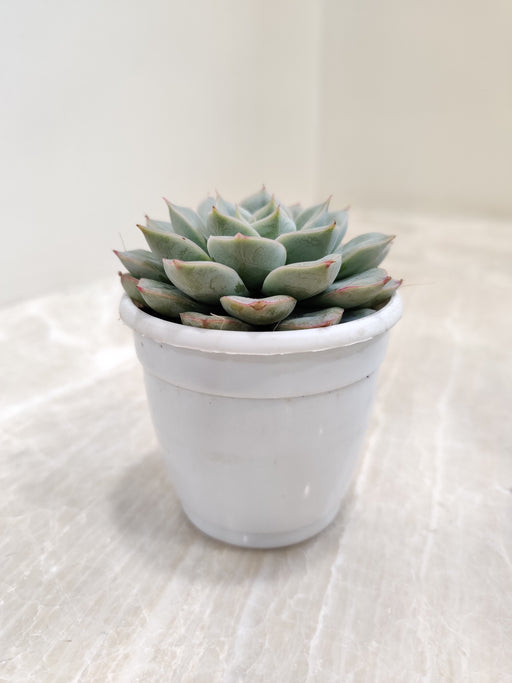 succulent side view Shop Sedeveria Green Rose Succulent
