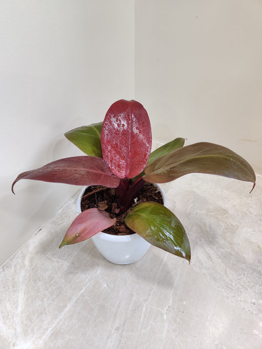 Burgundy and Green Philodendron Sunred