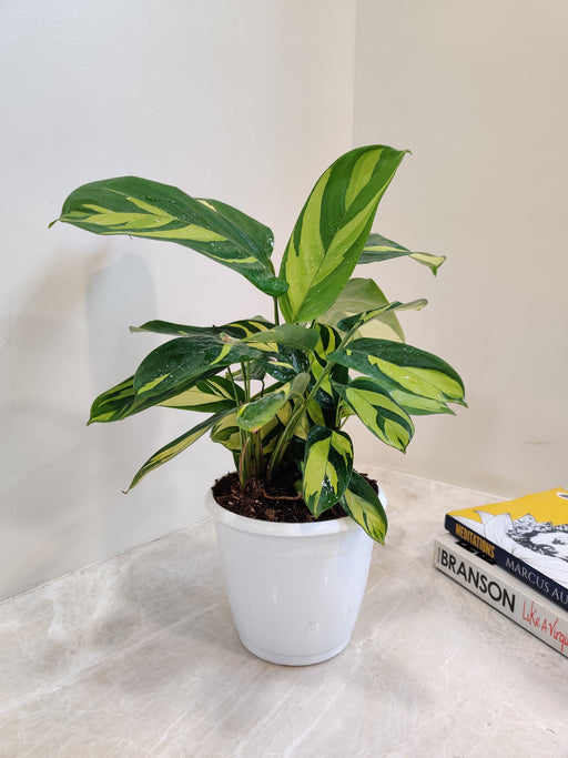 Indoor Golden Calathea plant for urban homes