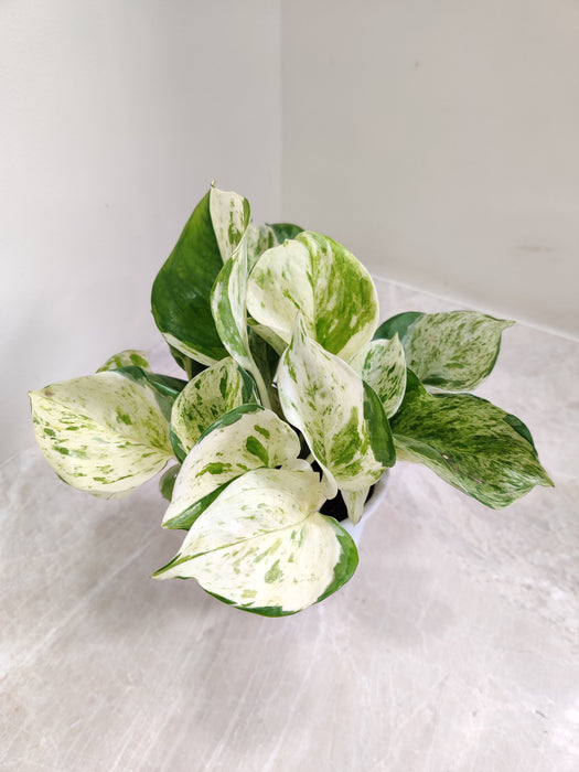 manjula money plant Buy Rare Manjula Queen Money Plant in India Online – ChhajedGarden.com