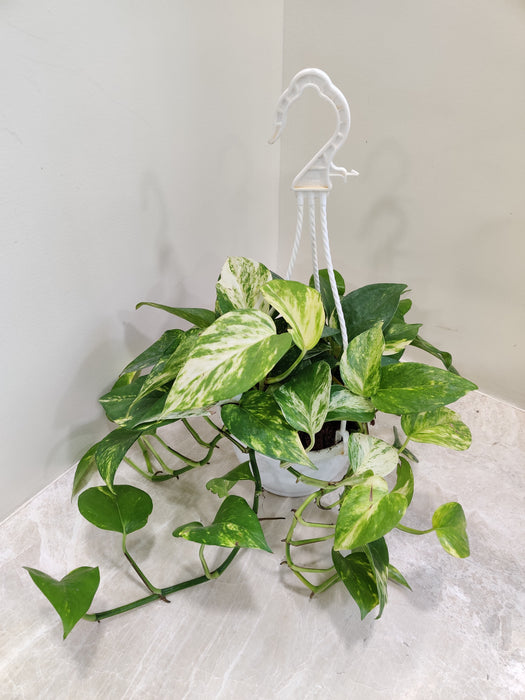 Lush Green Variegated Money Plant Hanging Indoors