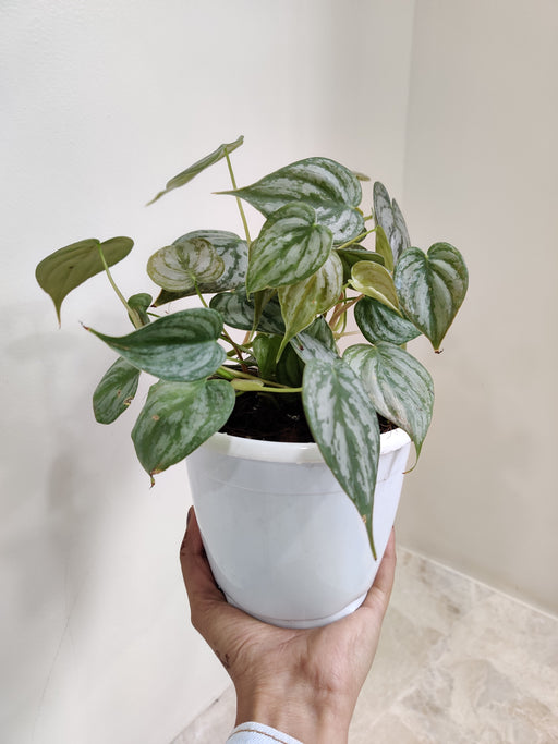 heart-shaped-philodendron-indoor