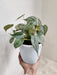 philodendron-brandtianum-potted-plant-indoor-plant