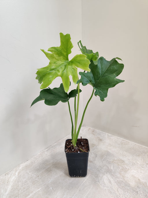 Small Lickety Split Leaf Philodendron