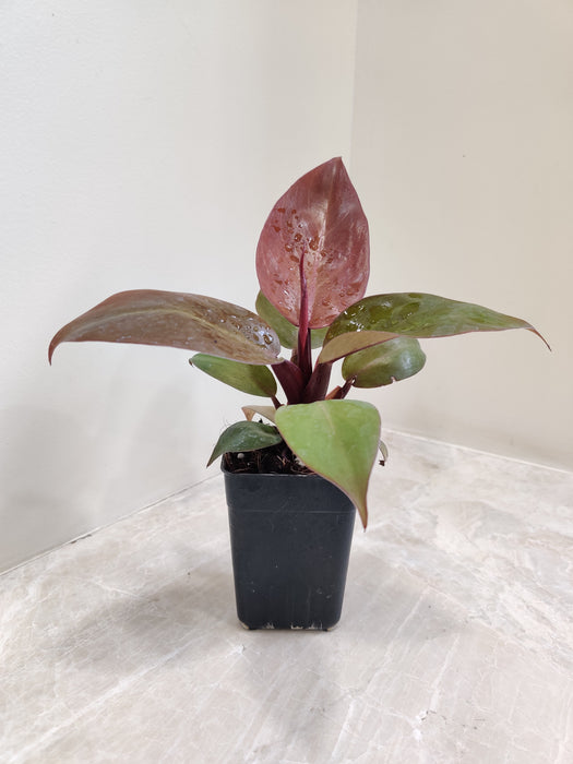 philodendron small Shop Philodendron Sun Red Rare Plant Online India – ChhajedGarden.com