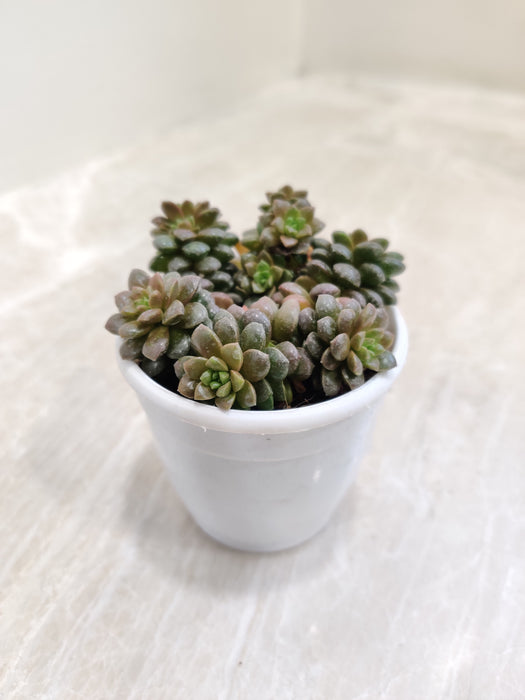 succulent little gem Buy Sedum 'Little Gem'