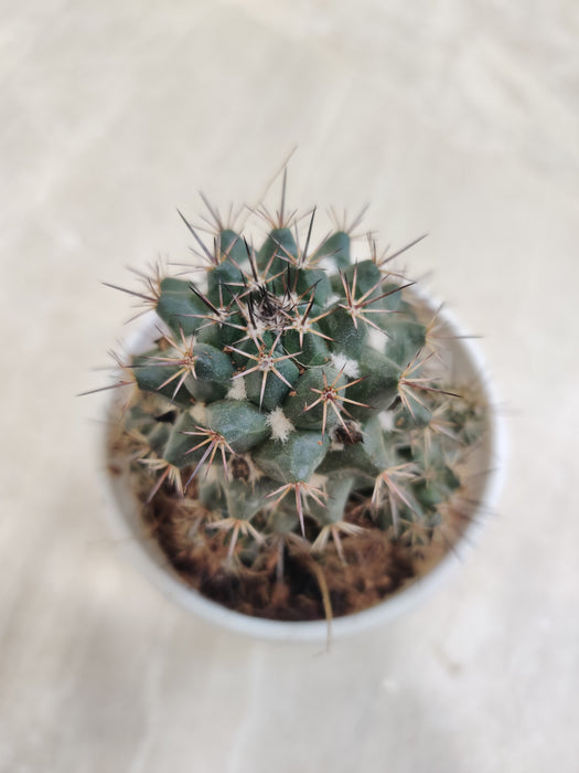 Non-Grafted Erythra Cactus 8cm