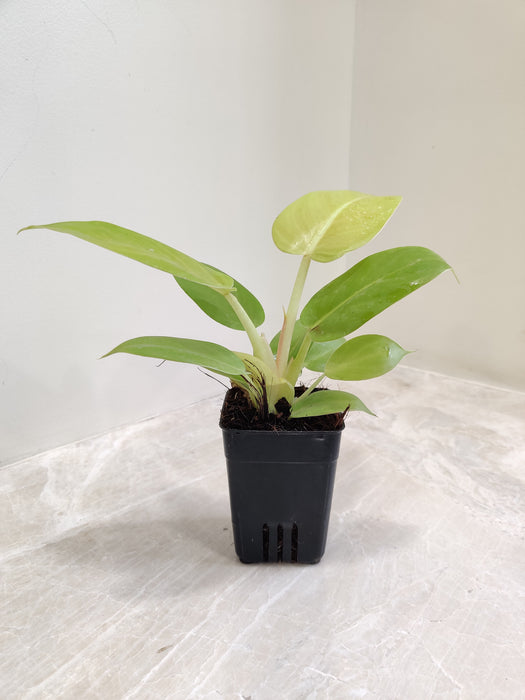 philodendron melinonii for sale Philodendron Golden Melinonii Indoor Plant