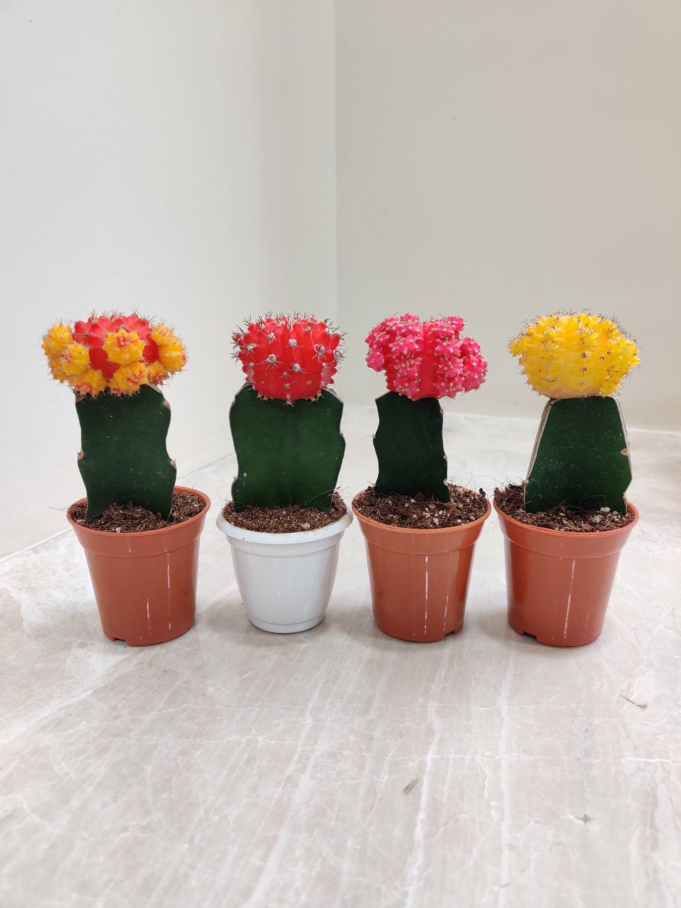 Top 10 Cactus Plants