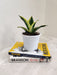 Minimal Care Indoor Sansevieria for Air Purification