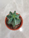 Small Pot Euphorbia Anopolia Decoration