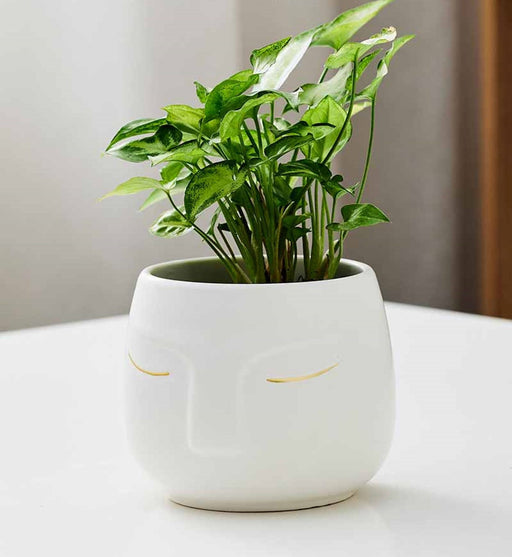 white ceramic plant pot Decorative Ceramic Face Pot with Gold Accents