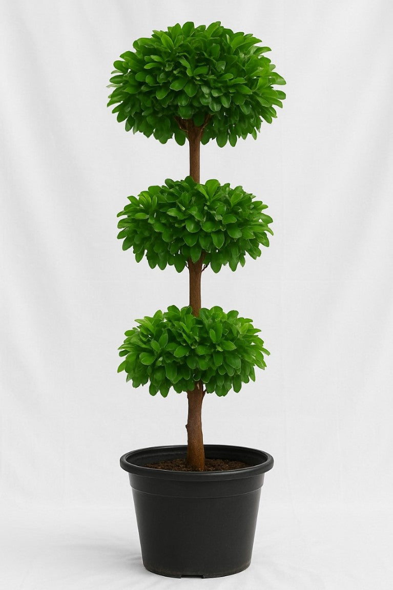Ficus Panda - 3 Step Topiary Plant | Indoor Decorative Plant for Home ...