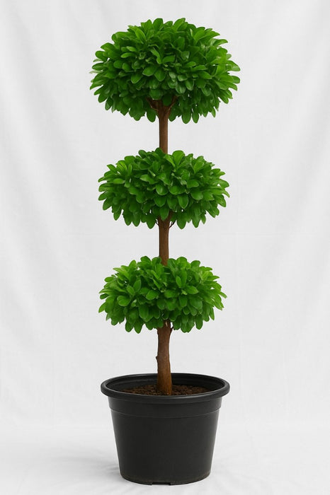 Ficus Panda 3 Step Plant 