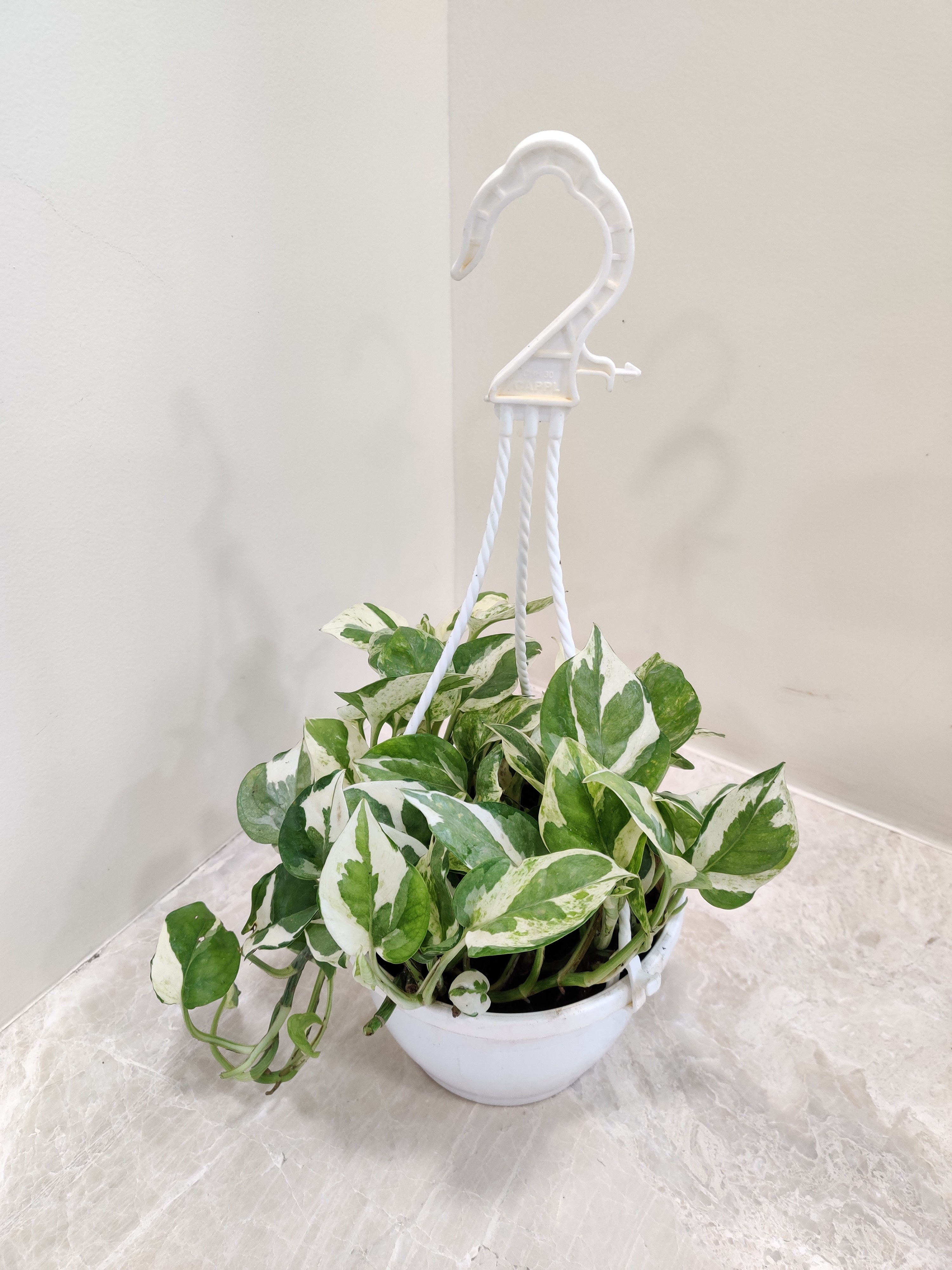money plant hanging pot Shop Money Plant N Joy With Hanging Pot Online India – ChhajedGarden.com