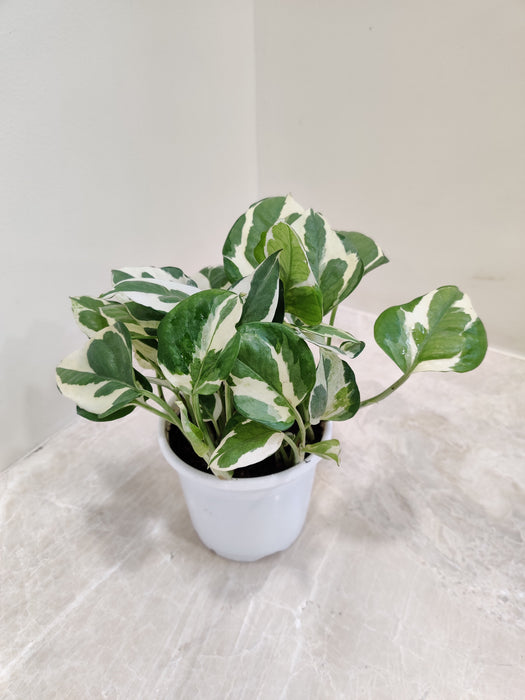 money plant n'joy Buy Money Plant N Joy in India Online for Good Luck & Fortune – ChhajedGarden.com