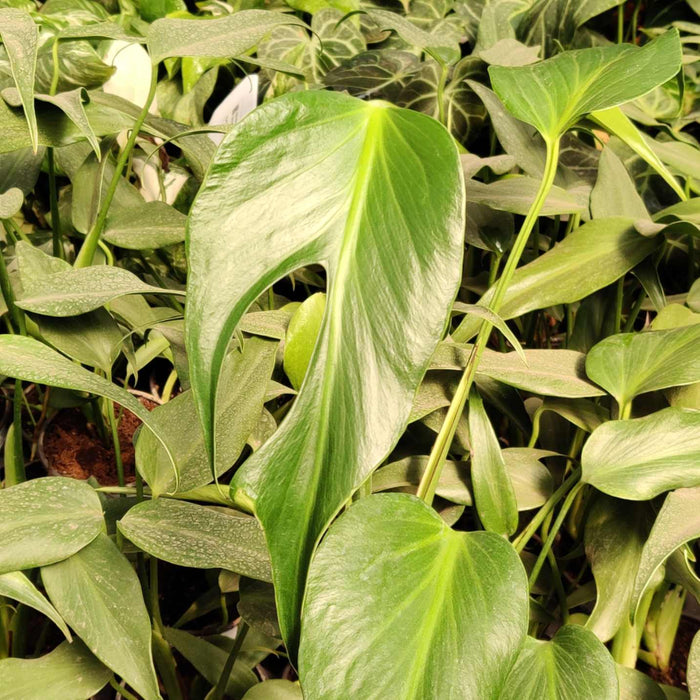 Monstera Burle Marx Flame alternate angle showing compact clumping growth habit and full leaf spread in a 10cm pot