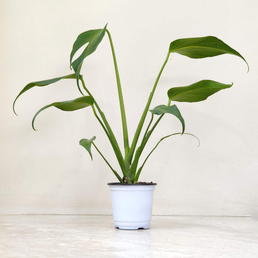 Monstera Burle Marx Flame in 10cm pot — long slender glossy green leaves with slight curl at tips, upright stems, buy online India