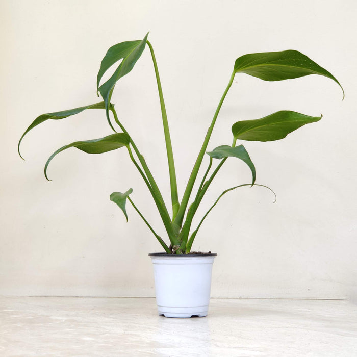 Monstera Burle Marx Flame in 10cm pot — long slender glossy green leaves with slight curl at tips, upright stems, buy online India