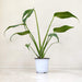 Monstera Burle Marx Flame in 10cm pot — long slender glossy green leaves with slight curl at tips, upright stems, buy online India