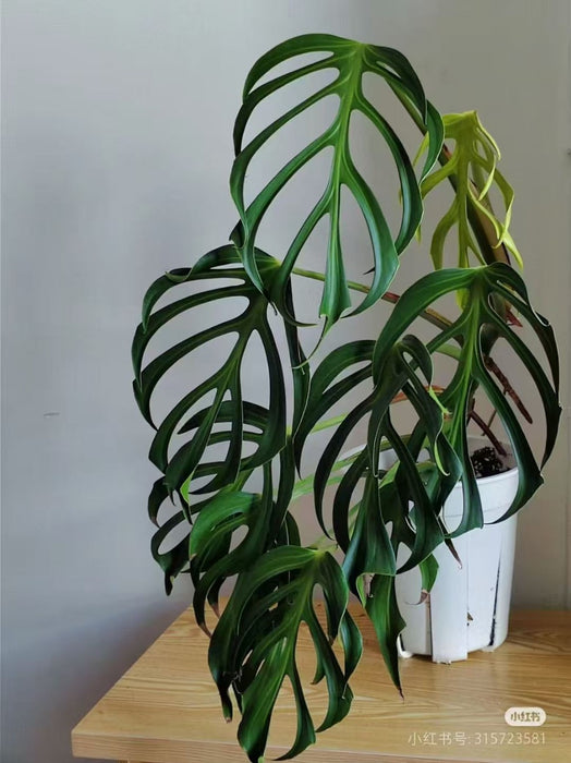 Monstera Burle Marx Flame healthy nursery stock plants at Chhajed Garden — multiple specimens with glossy green foliage