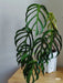 Monstera Burle Marx Flame healthy nursery stock plants at Chhajed Garden — multiple specimens with glossy green foliage