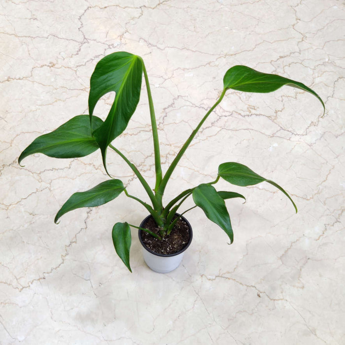 Monstera Burle Marx Flame side view — clumping plant with upright green stems and glossy lance-shaped leaves, 10cm nursery pot