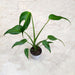 Monstera Burle Marx Flame side view — clumping plant with upright green stems and glossy lance-shaped leaves, 10cm nursery pot