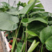 Monstera Deliciosa at slight angle showing multiple stems from base and broad dark green foliage, 14.5cm nursery pot