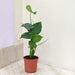 Swiss cheese plant Monstera Deliciosa in 14.5cm pot, large dark green glossy heart-shaped leaves, upright growth, buy online India