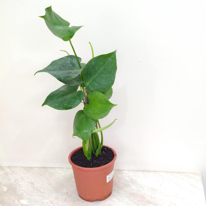 Monstera Deliciosa side view in 14.5cm pot showing full leaf spread and sturdy multi-stem upright growth habit