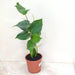 Monstera Deliciosa side view in 14.5cm pot showing full leaf spread and sturdy multi-stem upright growth habit