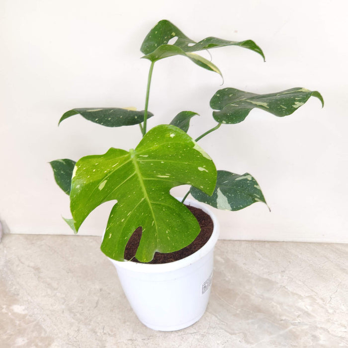 Indoor variegated Monstera Deliciosa showcasing natural leaf splits and variegation