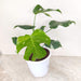 Indoor variegated Monstera Deliciosa showcasing natural leaf splits and variegation