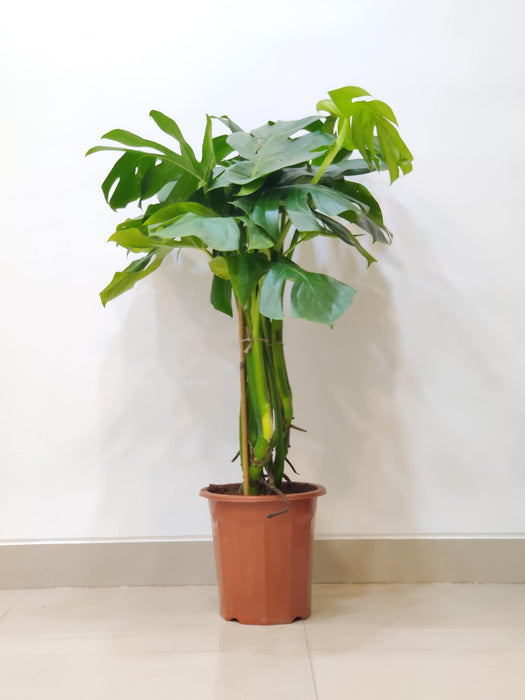 Monstera plant in terracotta pot