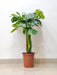 Monstera plant in terracotta pot
