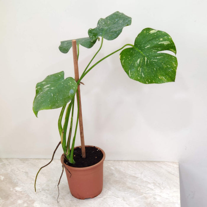 Monstera Thai Constellation Verigated 15cm pot displayed as room centrepiece, showing architectural height and glossy leaf texture