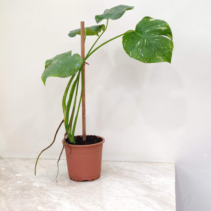 Monstera Deliciosa Thai Constellation Verigated in 15cm pot, broad glossy green leaves with white creamy speckled variegation, buy online India
