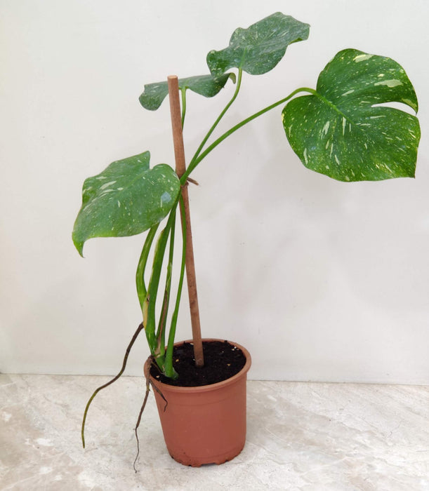 Healthy Monstera Thai Constellation plants at Chhajed Garden nursery stock India, showing consistent creamy white speckled variegation