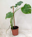 Healthy Monstera Thai Constellation plants at Chhajed Garden nursery stock India, showing consistent creamy white speckled variegation
