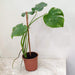 Side view of Monstera Thai Constellation Verigated in 15cm pot showing full upright leaf spread on long slender stems