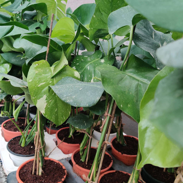 Top-down view of Monstera Thai Constellation Verigated showing heart-shaped leaves with wavy margins and white constellation-like speckle pattern