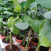 Top-down view of Monstera Thai Constellation Verigated showing heart-shaped leaves with wavy margins and white constellation-like speckle pattern