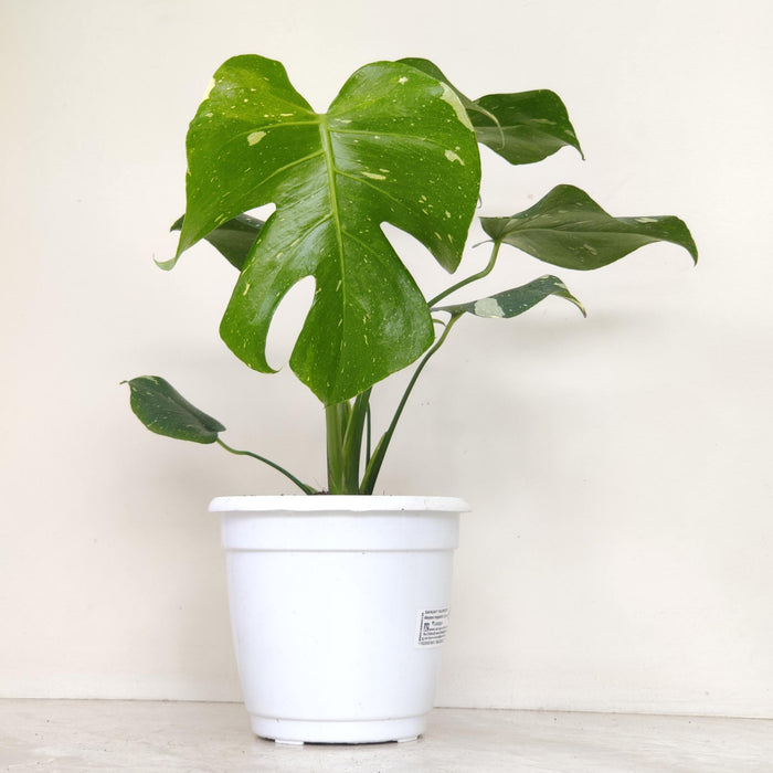 Variegated Monstera Deliciosa plant 