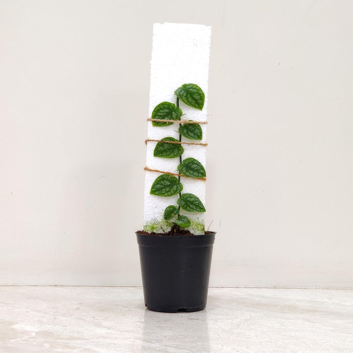 Rare indoor aroid plant Monstera Dubia